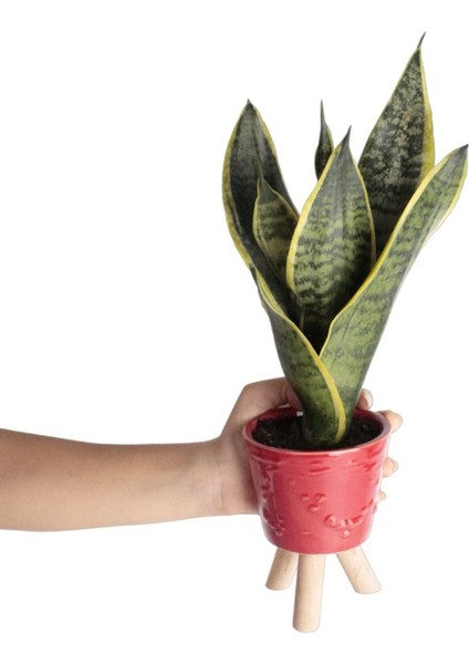 Nema Bahçe Paşa Kılıcı - Sansevieria Kırmızı Zoe