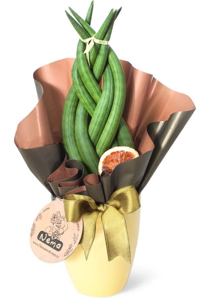 Paşa Kılıcı - Örgülü Sansevieria Cylindrica Sarı Lily