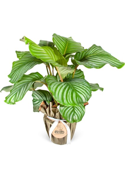 Nema Bahçe Dua Çiçeği - Calathea Orbifolia