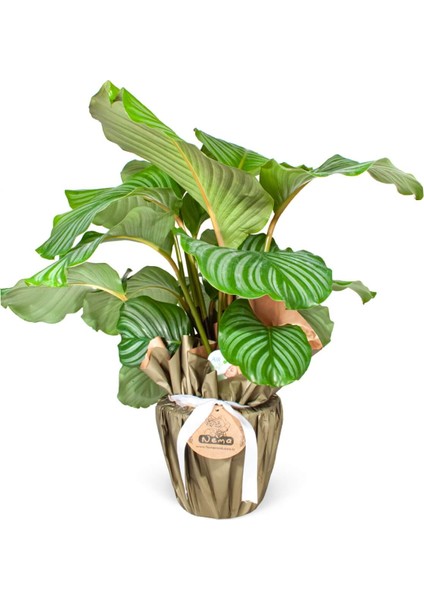 Nema Bahçe Dua Çiçeği - Calathea Orbifolia