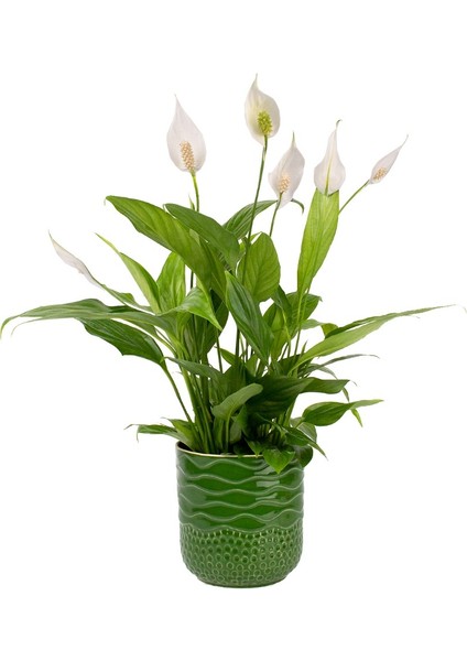 Barış Çiçeği - Spathiphyllum Yeşil Maya