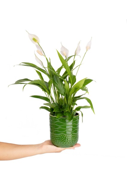 Barış Çiçeği - Spathiphyllum Yeşil Maya