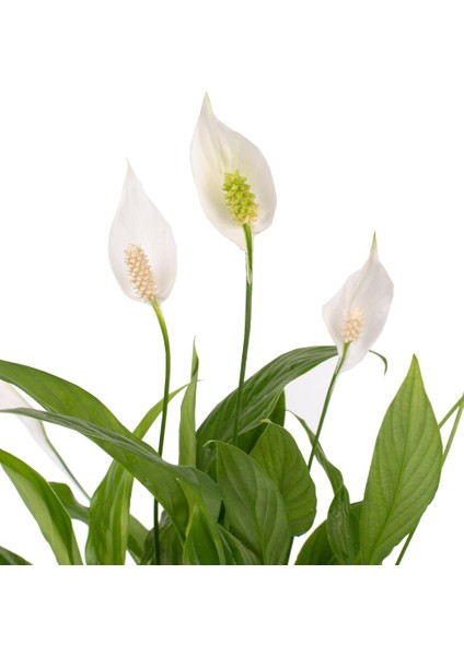 Barış Çiçeği - Spathiphyllum Yeşil Maya