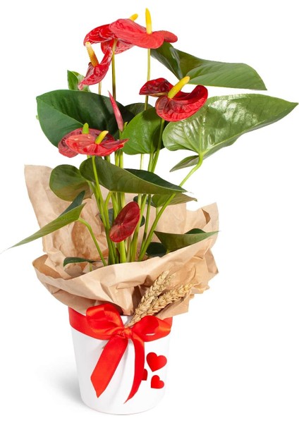 Antoryum - Anthurium Kalpli Nora