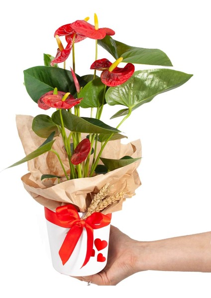 Antoryum - Anthurium Kalpli Nora fiyatları