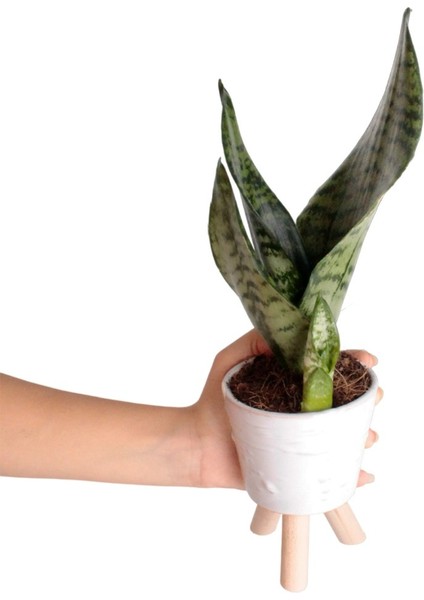 Paşa Kılıcı - Sansevieria Trifasciata Kırçıllı Beyaz Zoe