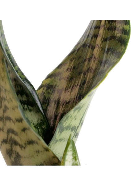 Paşa Kılıcı - Sansevieria Trifasciata Kırçıllı Beyaz Zoe