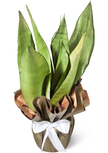 Paşa Kılıcı - Sansevieria Moonshine