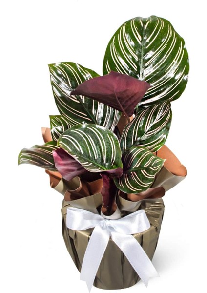 Dua Çiçeği - Calathea Sanderiana