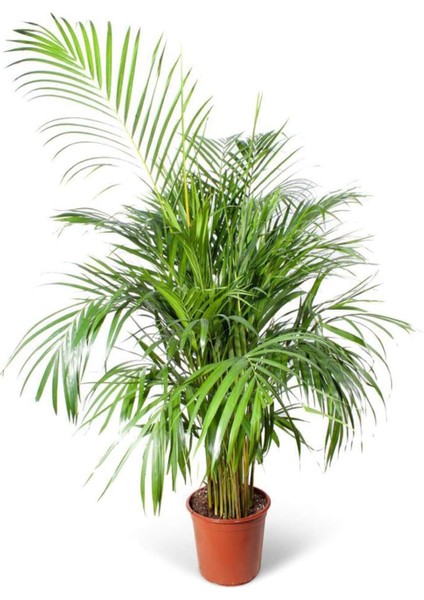 Salon Palmiyesi - Dypsis Lutescens 120