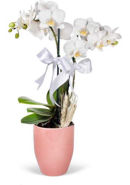 Midi Orkide - Pembe Lily Beyaz Orkide