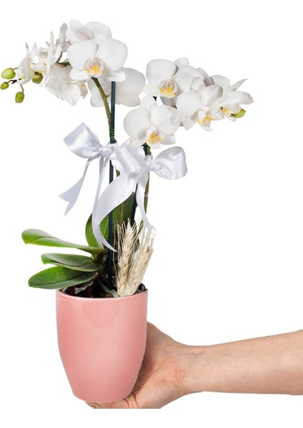 Midi Orkide - Pembe Lily Beyaz Orkide