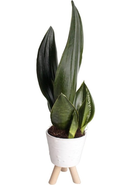 Paşa Kılıcı - Sansevieria Trifasciata Beyaz