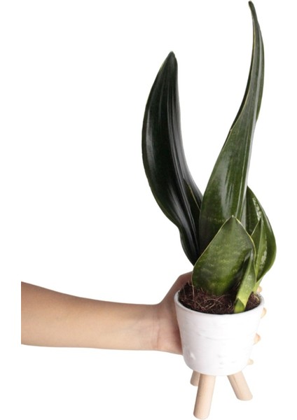 Paşa Kılıcı - Sansevieria Trifasciata Beyaz