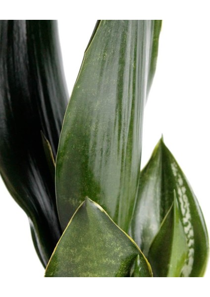 Paşa Kılıcı - Sansevieria Trifasciata Beyaz