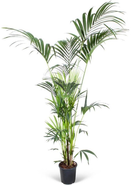 Palmiye - Howea Forsteriana Kentia Palmiyesi 170