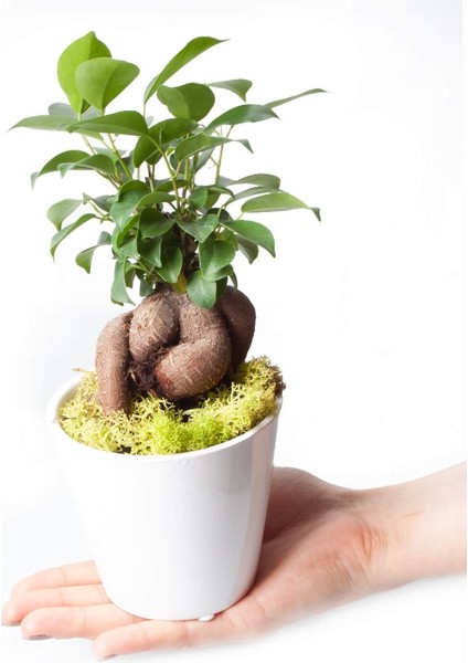 Ficus Ginseng Bonsai - Beyaz Lily