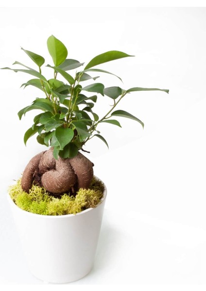 Ficus Ginseng Bonsai - Beyaz Lily