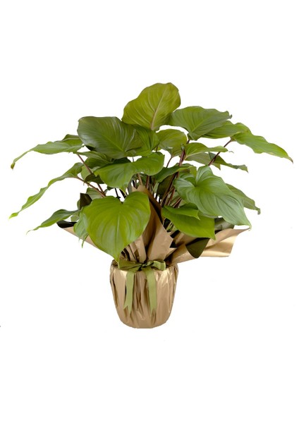 Homalomena Rubescens Maggy