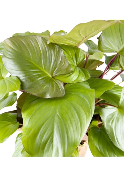 Homalomena Rubescens Maggy