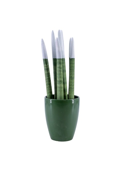 Paşa Kılıcı - Beyaz Sansevieria - Yeşil Lily