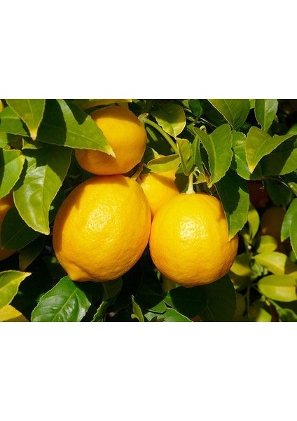 Şeker Tatlı Limon Limon Fidanı
