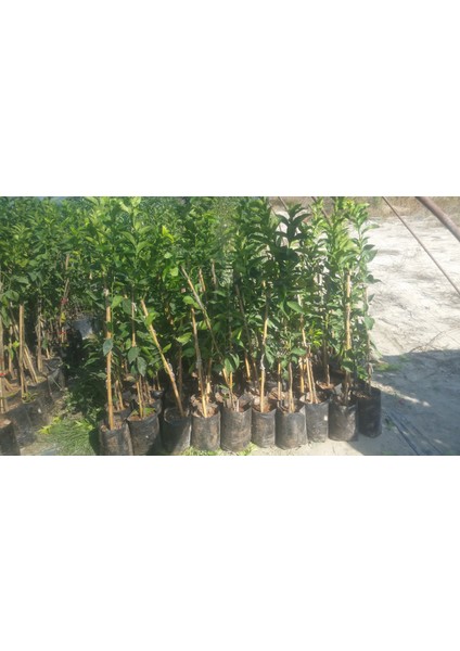 Şeker Tatlı Limon Limon Fidanı modelleri