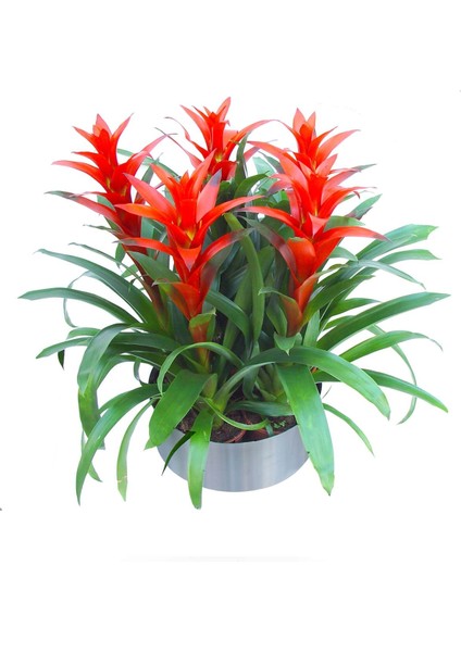 Guzmanya - Guzmania 5 Li Tasarım