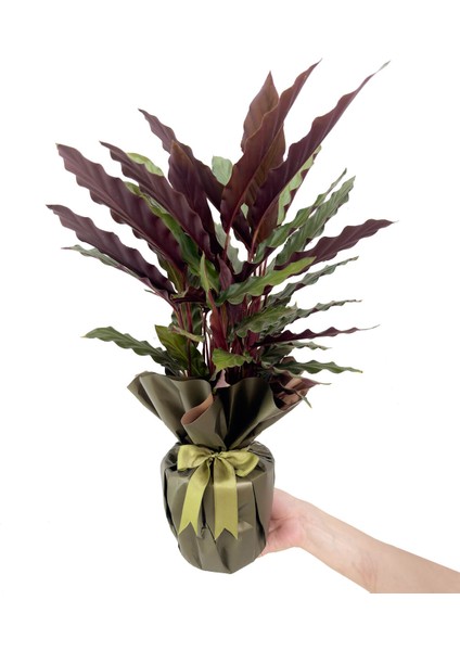 Nema Bahçe Dua Çiçeği - Calathea Rufibarba