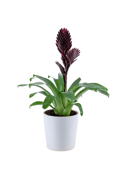Alev Kılıcı Çiçeği - Vriesea Carinata Bordo Nora