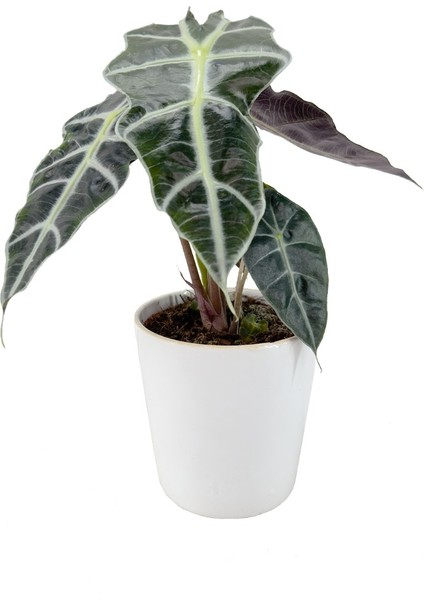 Fil Kulağı Bitkisi - Alocasia Polly Beyaz Nora