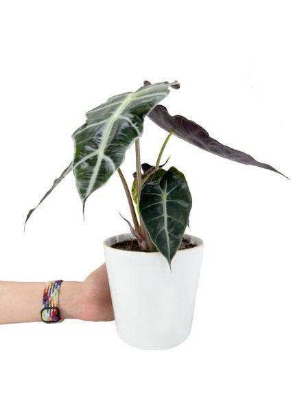 Fil Kulağı Bitkisi - Alocasia Polly Beyaz Nora fiyatları