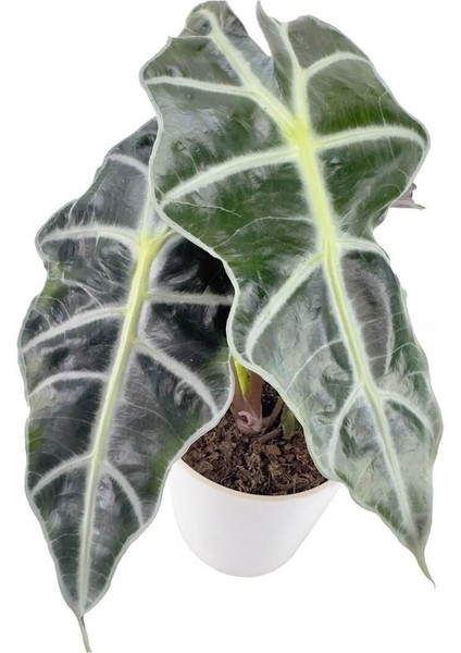 Fil Kulağı Bitkisi - Alocasia Polly Beyaz Nora modelleri