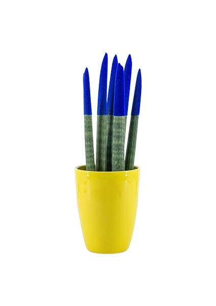 Paşa Kılıcı - Mavi Sansevieria - Sarı Lily
