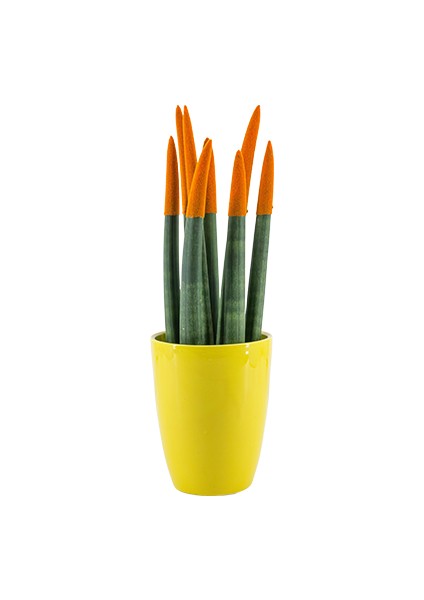 Paşa Kılıcı - Turuncu Sansevieria - Sarı Lily