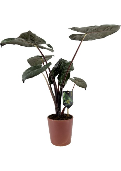 Alocasia Yucata Princess - Kahverengi Nora