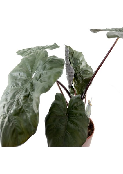 Alocasia Yucata Princess - Kahverengi Nora fiyatları