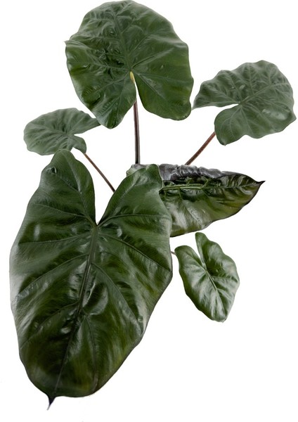Alocasia Yucata Princess - Kahverengi Nora modelleri