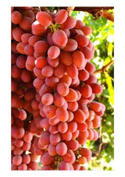 Tüplü Fidan Crimson Seedles Üzüm Fidanı