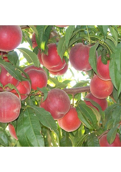 Tüplü Fidan Transvalia Şeftali Fiadanı