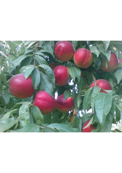 Tüplü Fidan Sweet Lady Nektarin Fidan