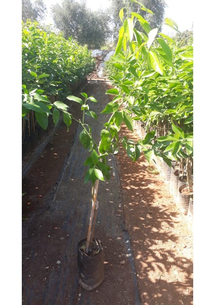 Tüplü Fidan Okitsu Mandalina Fidanı fiyatları