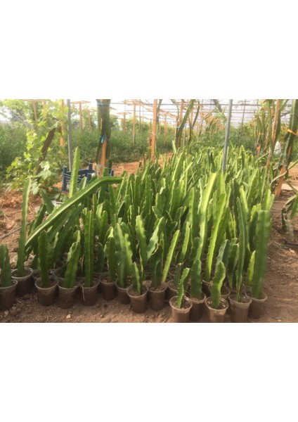 Tüplü Fidan Beyaz Pitaya Ejder Meyve Fidanı fiyatları