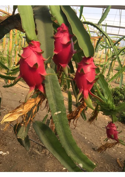 Tüplü Fidan Beyaz Pitaya Ejder Meyve Fidanı modelleri