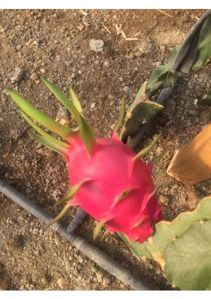 Tüplü Fidan Beyaz Pitaya Ejder Meyve Fidanı indirimleri