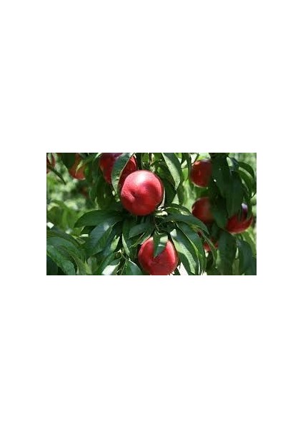 Tüplü Fidan Caldesi Nektarin Fidanı