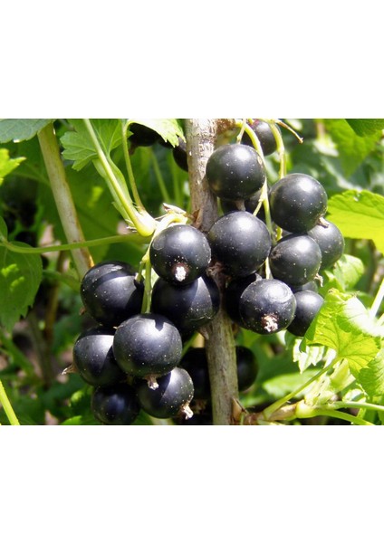 Tüplü Fidan Siyah Golyat Frenk Üzümü