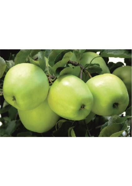 Tüplü Fidan Anna Elma Fidanı