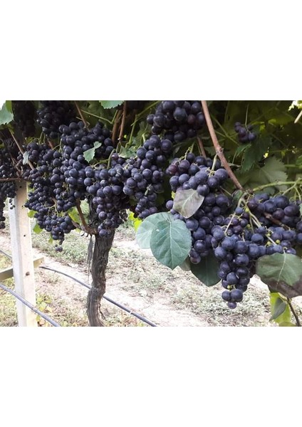 Tüplü Fidan Alphonse Üzüm Fidanı
