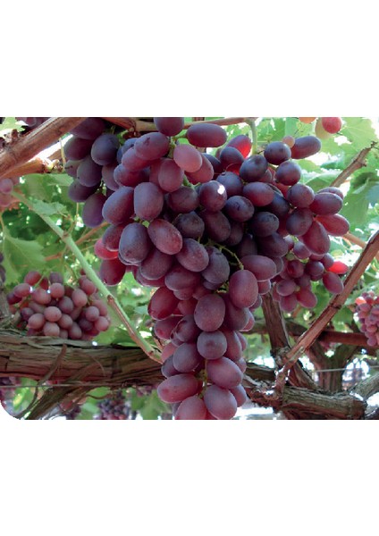 Tüplü Fidan Vitroplant Anatolia Üzüm Fidanı